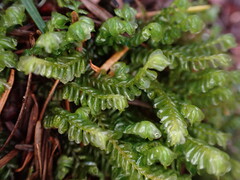 Plagiochila