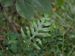 Microsorum scolopendria