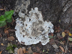 Kretzschmaria deusta