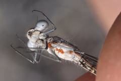 Arrenurus