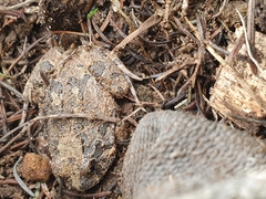 Platyplectrum ornatum