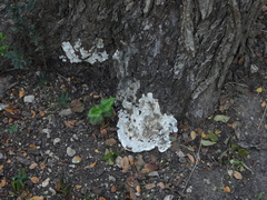 Kretzschmaria deusta