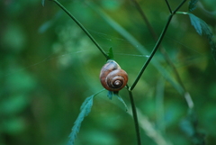 Cepaea