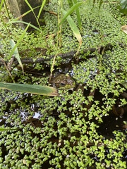 Lithobates pipiens