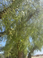 Schinus molle