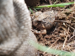 Platyplectrum ornatum