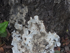 Kretzschmaria deusta