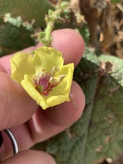 Verbascum