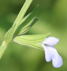 Salvia reflexa