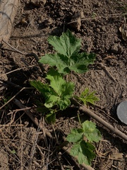 Heracleum mantegazzianum