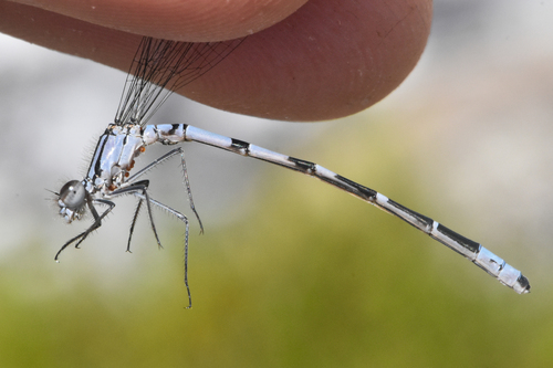 Northern Bluet (Enallagma annexum), a species recorded in Alaska