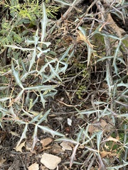 Berberis trifoliolata