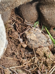 Platyplectrum ornatum