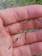 Eragrostis pectinacea