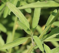 Salvia reflexa