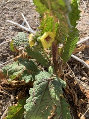 Verbascum