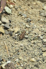 Cicindela oregona