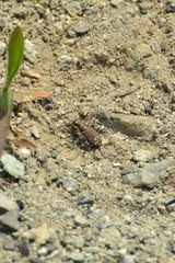 Cicindela oregona