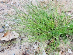 Eragrostis pectinacea