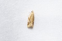 Euphona