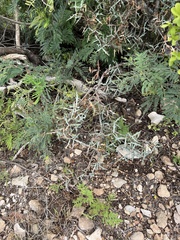 Berberis trifoliolata