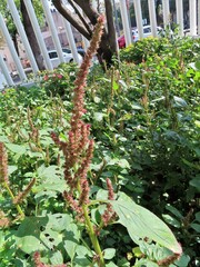 Amaranthus hybridus