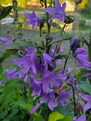 Campanula rapunculoides