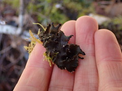 Peltigera