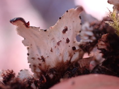 Peltigera