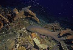 Ginglymostoma cirratum
