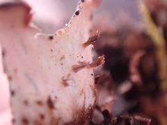 Peltigera