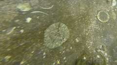 Actinostella flosculifera