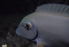 Acanthurus tractus