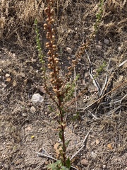 Verbascum