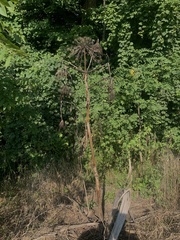 Heracleum mantegazzianum