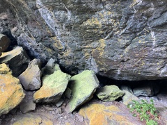 Chrysothrix chlorina