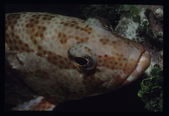 Epinephelus guttatus