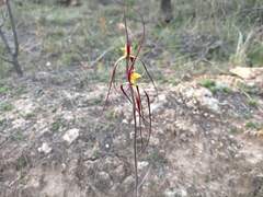 Caladenia chapmanii