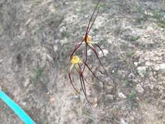 Caladenia chapmanii