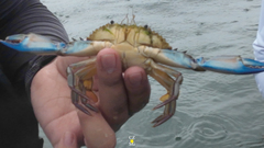 Callinectes marginatus