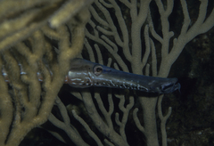Aulostomus maculatus