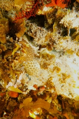Plesiastrea versipora