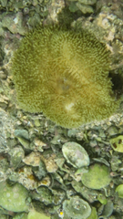 Stichodactyla helianthus