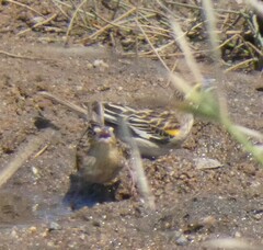 Euplectes albonotatus