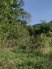 Heracleum mantegazzianum