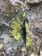 Chrysothrix chlorina