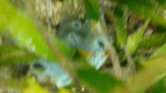 Porifera