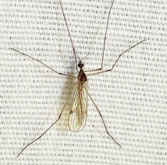 Teucholabis complexa