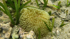 Stichodactyla helianthus