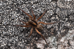 Lycosidae